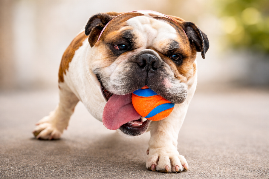 Dog + ball